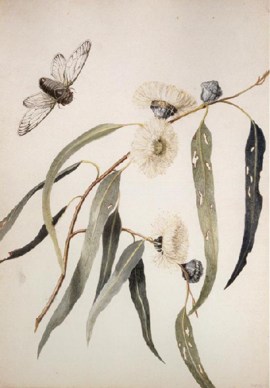Louisa Anne Meredith Study for gum flowers and Love oil painting image